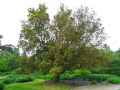 Fagaceae-Quercus-x-hispanica-Lucombeana-Chene-20131127182252.jpg