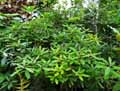Lamiaceae-Clerodendrum-infortunatum-Clerodendron-infortune.jpg