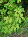Lardizabalaceae-Akebia-quinata-Akebie-a-cinq-feuilles.jpg