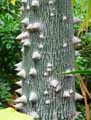 Malvaceae-Ceiba-speciosa-Fromager-Kapokier-Arbre-aux-amoureux-Bois-coton.jpg