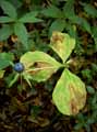 Melanthiaceae-Paris-quadrifolia-Parisette-Herbe-a-Paris-Raisin-de-renard-Etrangle-loup-Morelle-a-quatre-feuilles.jpg