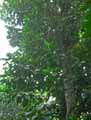 Moraceae-Ficus-macrophylla-Figuier-geant-Figuier-de-la-baie-de-Moreton.jpg