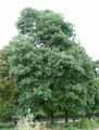 Oleaceae-Fraxinus-angustifolia-Frene-a-feuilles-etroites-Frene-oxyphylle-Frene-du-Midi.jpg