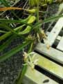 Orchidaceae-Coelogyne-rhodeana-Coelogyne.jpg