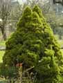 Picea glauca Conica