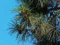 Pinaceae-Pinus-nigra-laricio-Pin-laricio-Pin-de-Corse.jpg