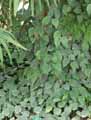 Piperaceae-Piper-nigrum-Poivre-noir.jpg