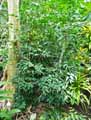 Piperaceae-Piper-unguiculatum-Poivrier-eau-de-Cologne.jpg