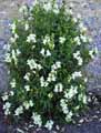 Plantaginaceae-Antirrhinum-majus-Grand-Muflier-Gueule-de-lion-Gueule-de-loup-Muflier.jpg