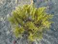 Plantaginaceae-Hebe-ochraea-Veronique-arbustive.jpg