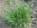 Poaceae-Arrhenatherum-elatius-ssp.-bulbosum-Avoine-bulbeuse-Avoine-elevee-Avoine-a-chapelets-Fromental-bulbeux-Arrhenathere-bulbeuse-Chiendent-a-boules.jpg