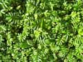 Rosaceae-Agrimonia-eupatoria-Aigremoine.jpg
