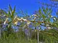 Salicaceae-Salix-viminalis-Saule-des-vanniers-Osier-blanc.jpg