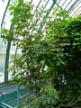 Sapindaceae-Dimocarpus-longan-Longanier.jpg