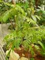 Sapindaceae-Filicium-decipiens-Fougere-arborescente-Japonaise.jpg