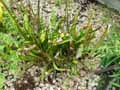 Sarracenia leucophylla, Sarracenia drummondii