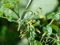 Solanaceae-Lycospersicon-esculentum-var.-cerasiforme-Tomate-cerise.jpg