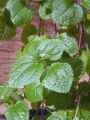 Pilea nummulariifolia