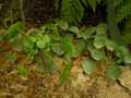 Urticaceae-Pilea-peperomioides-Pilea.jpg