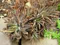 Aloe humilis