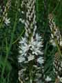 Xanthorrhoeaceae-Asphodelus-albus-Asphodele-blanc.jpg
