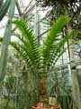 Zamiaceae-Encephalartos-woodii-Cycas.jpg
