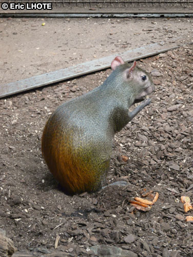 Agouti