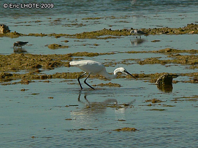 Aigrette garzette, HÃ©ron blanc