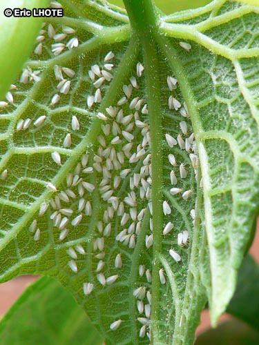 Aleurode