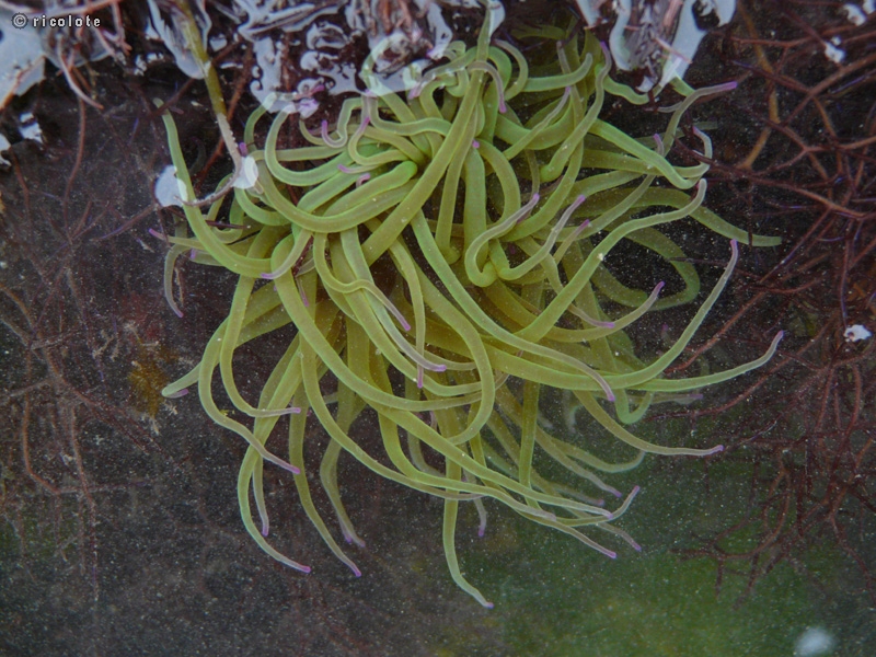 AnÃ©mone