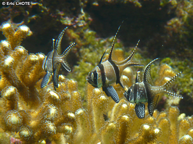Apogon de Banggai