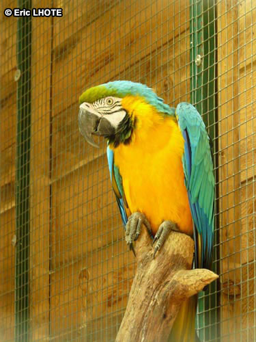Ara bleu
