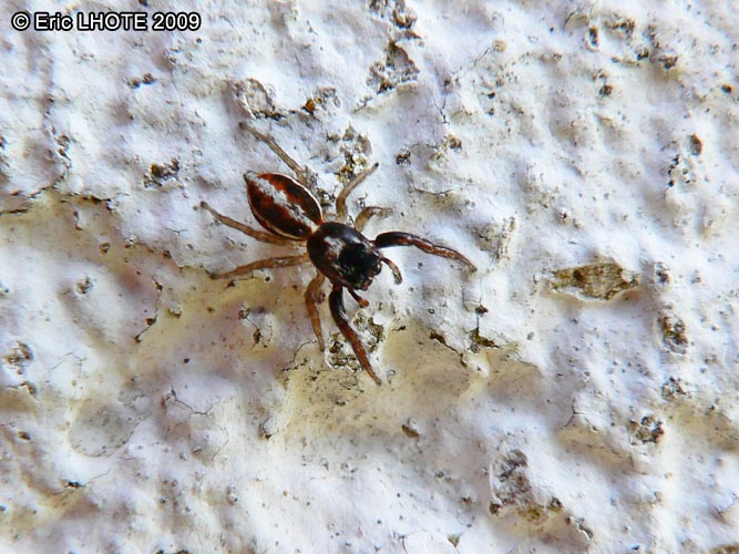 AraignÃ©e