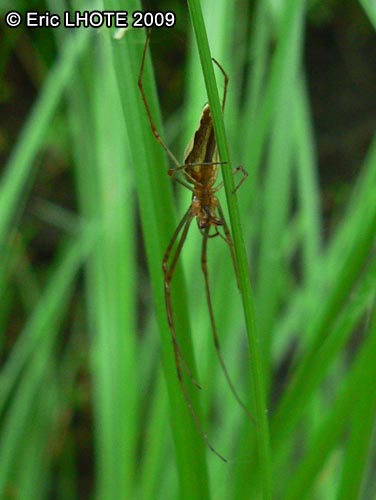 AraignÃ©e