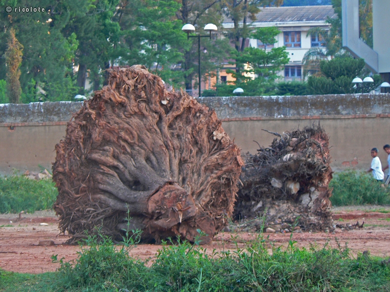 Arbre dessouchÃ©