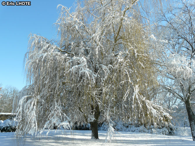 Arbre enneigÃ©