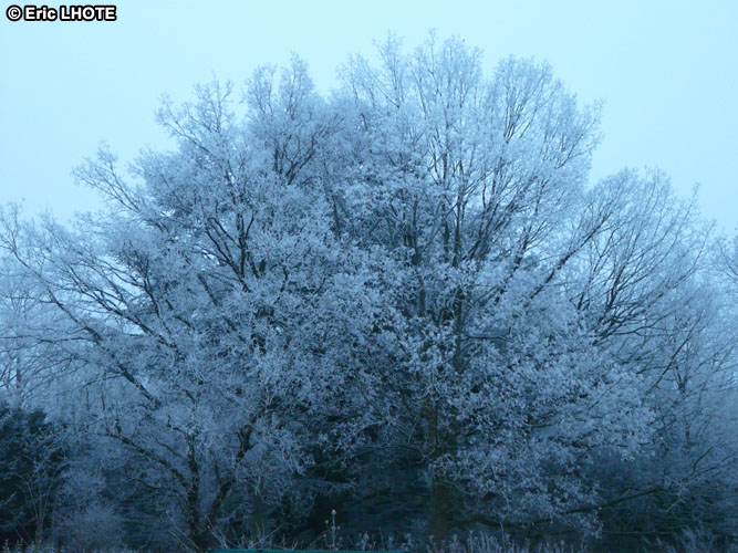 Arbre gelÃ© en hiver