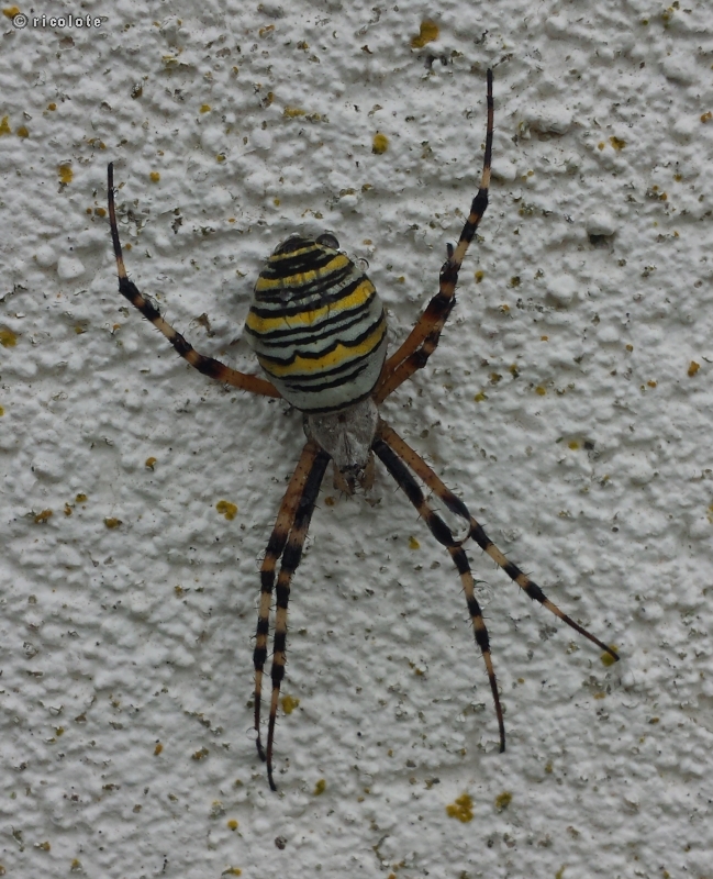 Argiope frelon
