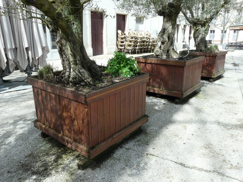 Bacs Ã  oliviers