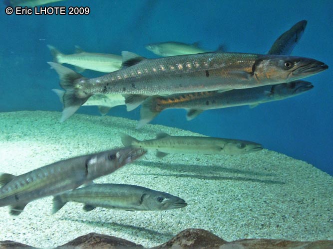 Barracudas