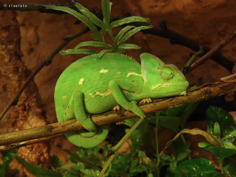 BÃ©bÃ© camÃ©lÃ©on qui dort