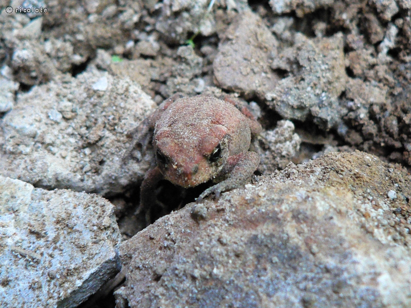 BÃ©bÃ© crapaud