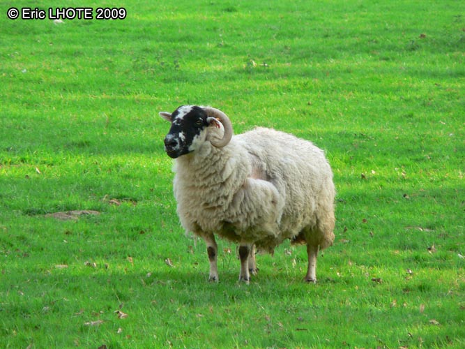 BÃ©lier