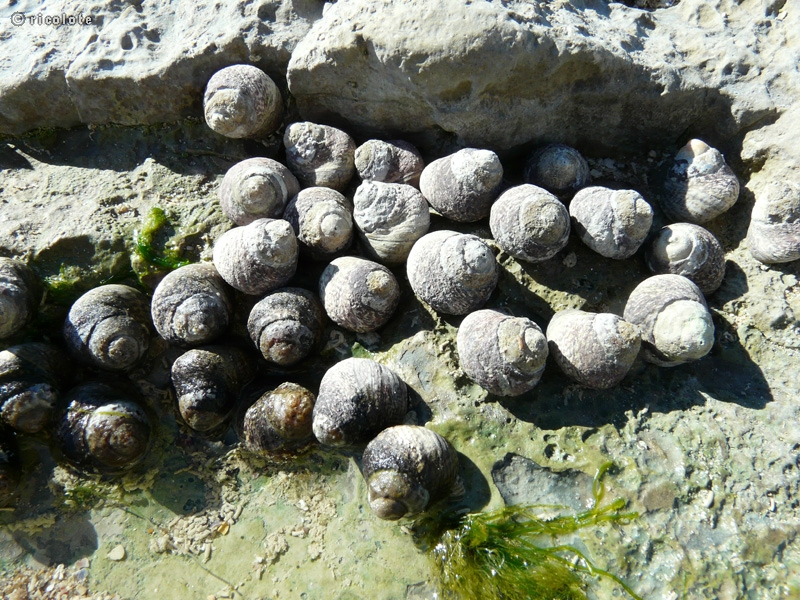 Bigorneaux