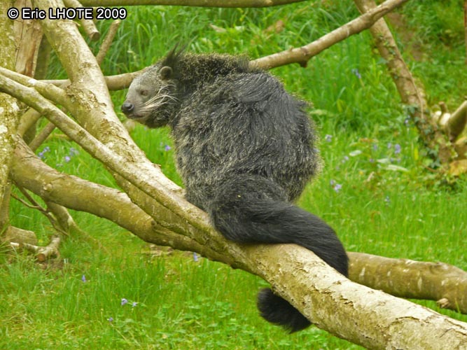 Binturong