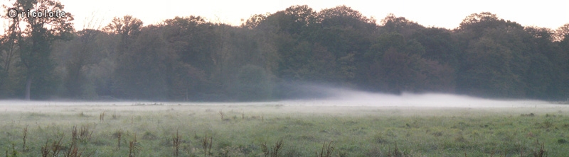Bocage dans la brume