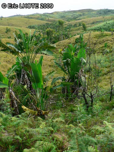 Bocage de Madagascar