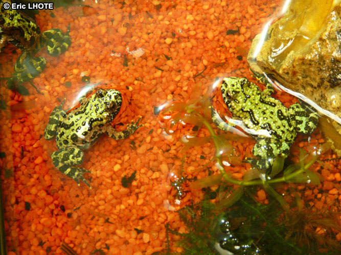 Bombina orientalis