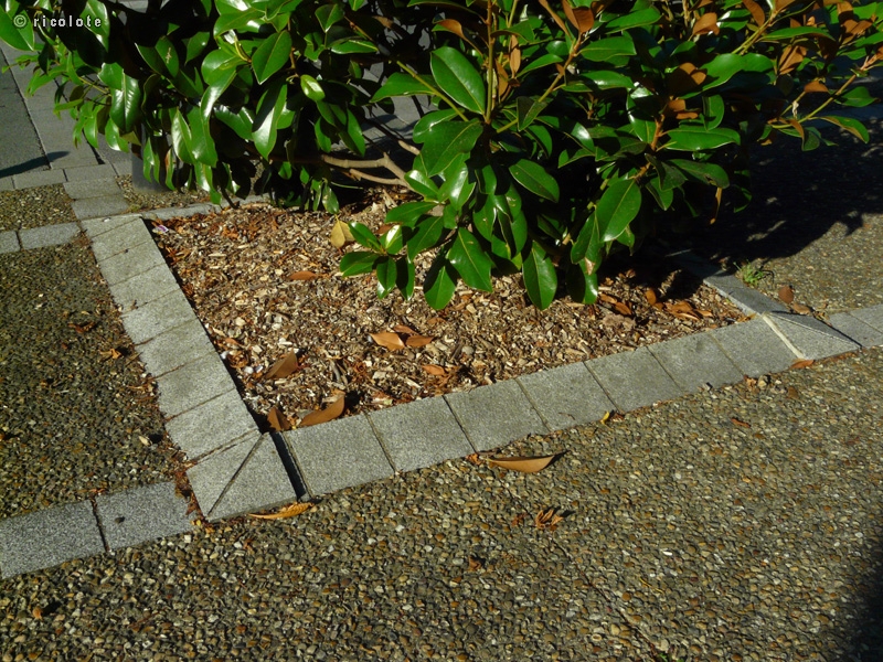 Bordure pavÃ© biseautÃ©