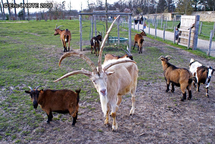 Bouc Ã  quatre cornes